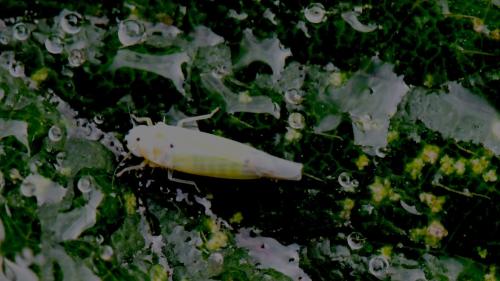 Réf. 312 325 : Ribautiana debilis
